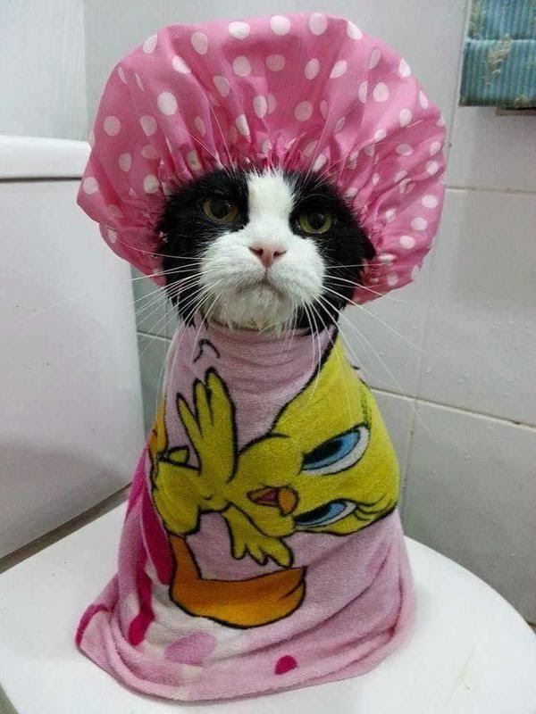 Котэ в полотенце: эх, хорошо после душа! Фотоподборка смешных питомцев